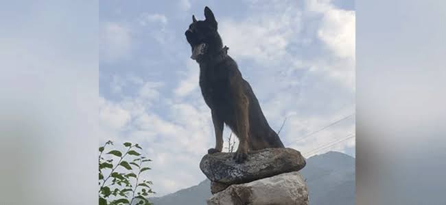 Kokernag encounter: Army dog 'Zoom' succumbs to bullet injury