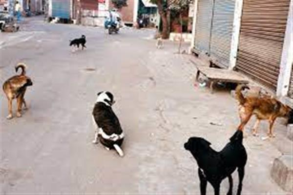 Control Of Stray Dogs: Challenges And Way Forward
