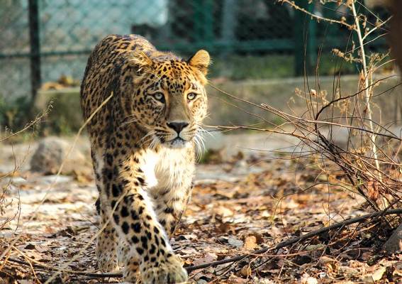 Man-animal conflict: Wildlife Deptt issues advisory to north Kashmir orchardists